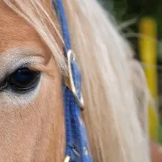 Oko konia, niebieska ogłowie. Zrozumienie jego potrzeb to pierwszy krok, jak oswoić konia.