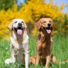 Dwa psy, jasny labrador i rudy golden retriever, siedzą w trawie na tle kwitnących krzewów.