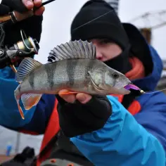 Oto odpowiedź na pytanie, jakie ryby biorą w maju. Wędkarz trzyma w ręku okonia złowionego na spinning.
