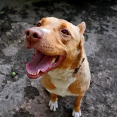 Szczęśliwy pies rasy pitbull, członek stowarzyszenia właścicieli kotów i psów rasowych, z otwartym pyskiem i wystawionym językiem.