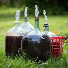 Butelki z nastawem do wina, gotowe do fermentacji. Tak zaczyna się przygoda, jak zrobić wino.
