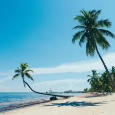 Idealne plany na wakacje: piaszczysta plaża, palmy i błękitne morze. Marzenie o raju.