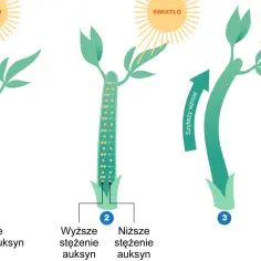 Ilustracja pokazuje, jak fitohormony, np. auksyny, wpływają na wzrost rośliny. Różne stężenia auksyn powodują nierównomierny wzrost, co prowadzi do wyginania się pędu.
