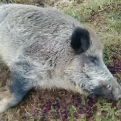 Ile kosztuje dzik w skupie? Poznaj aktualne ceny i czynniki wpływające na stawki