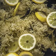 Kwiaty czarnego bzu i cytryny w wodzie, gotowe do przygotowania syropu do drinków Hugo.