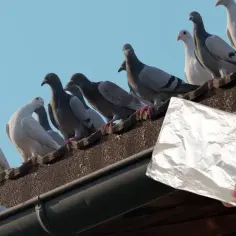 Skuteczne sposoby na gołębie na balkonie – pozbądź się ich raz na zawsze