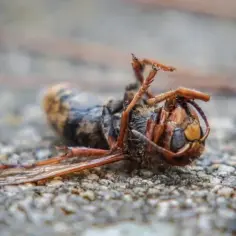 Czy zabicie owada to grzech? Odkryj moralne dylematy tego czynu