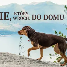 O psie, który wrócił do domu - poruszająca historia o miłości i przyjaźni