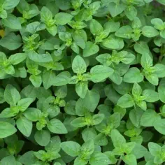 Jak wygląda oregano? Odkryj jego piękno na zdjęciach