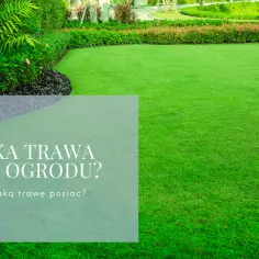 Jaką trawę wybrać do ogrodu? 5 kluczowych czynników decyzji