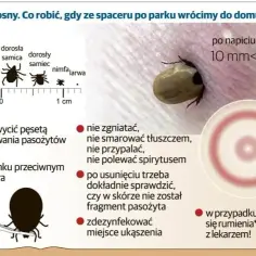 Po ukąszeniu kleszcza objawy, które mogą być niebezpieczne dla zdrowia