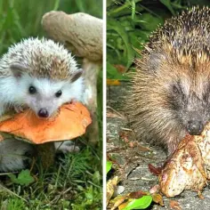 Co karmić jeża w ogrodzie, aby wspierać jego zdrowie i życie?