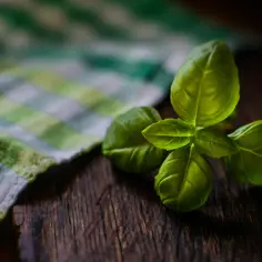 Czym nawozić bazylię, aby uzyskać zdrowe i aromatyczne liście?