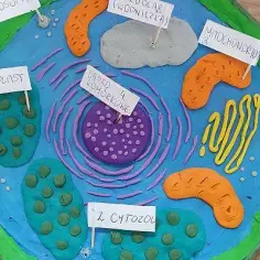 Jak zrobić 3D model komórki roślinnej – proste kroki i materiały