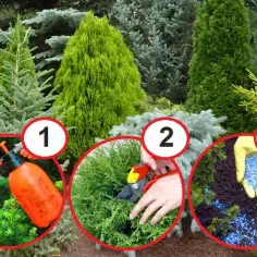 Kiedy opryskiwać iglaki, aby uniknąć chorób i szkodników? Sprawdź terminy!
