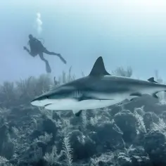 Najlepsze filmy o rybach: animacje, dokumenty i produkcje morskie, które warto zobaczyć