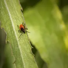 Czy kleszcz przeżyje w domu? Zagrożenia i skuteczne sposoby na pozbycie się go