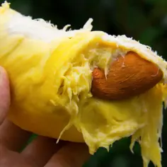 Jak smakuje durian i dlaczego ten owoc tak mocno dzieli smakoszy?