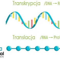 Co to jest transkrypcja w biologii i dlaczego jest tak ważna?