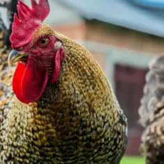 Agroturystyka jakie podatki: uniknij nieprzyjemnych niespodzianek podatkowych