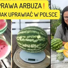 Jak uprawiać arbuzy: unikaj najczęstszych błędów i ciesz się plonami