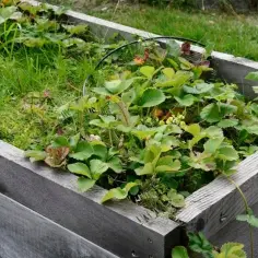 Jak uprawiać warzywa w skrzyniach - proste sposoby na sukces w ogrodzie