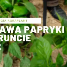 Jak uprawiać paprykę w gruncie - unikaj najczęstszych błędów