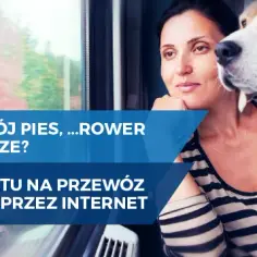 Jak kupić bilet dla psa PKP bez zbędnych problemów i kosztów