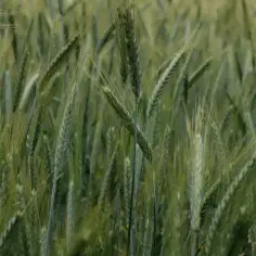 Ile kosztuje ogrzewanie na biomasę? Praktyczny przewodnik po ekonomicznym ogrzewaniu