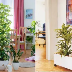 Jaki kwiat do przedpokoju? Oto rośliny, które przetrwają w cieniu