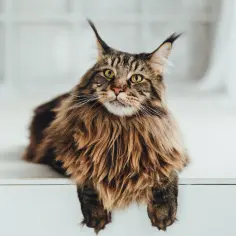 Długowłosy kot rasy Maine Coon z brązowym futrem leży na białej powierzchni.