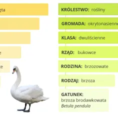 Łabędź i brzoza ilustrują hierarchię między rodziną a gromadą w systematyce organizmów.