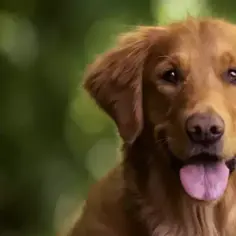 Czy golden retriever ma włosy czy sierść? Odkryj prawdę o jego futrze
