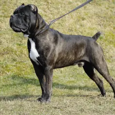 Cane Corso z dziećmi i jako stróż: Czy to bezpieczny wybór?