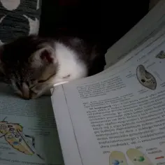 Śpiący kotek na książce do biologii na maturę. Nauka i odpoczynek w jednym.