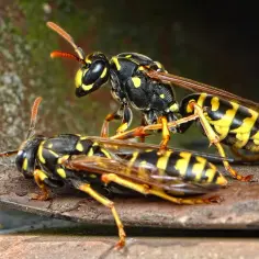 Dwa osy na metalowej powierzchni. Zbliżenie na owady, które mogą być sygnałem, że czas pomyśleć, jak usunąć gniazdo os.