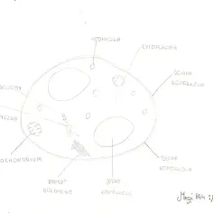 Szkic komórki grzybowej z widocznymi organellami: jądro, mitochondria, aparat Golgiego, rybosomy, siateczka śródplazmatyczna, wodniczka, cytoplazma, błona i ściana komórkowa.