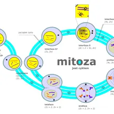 Cykl mitozy: od interfazy G1, przez S, G2, profazę, metafazę, anafazę, telofazę, cytokinezę, aż do G0. Dla niektórych organizmów mitoza jest sposobem rozmnażania.