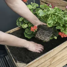 Sadzenie pelargonii z bryłą korzeniową do drewnianej skrzyni.
