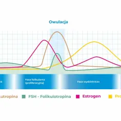 Wykres przedstawiający zmiany poziomu hormonów (LH, FSH, estrogen, progesteron) w cyklu menstruacyjnym.
