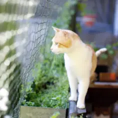 Jak vyrobit síť do okna pro kočky: 7 prostych kroków DIY