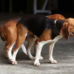 Dwa beagla stoją blisko siebie, samica wykazuje odruchy kopulacyjne u suki.