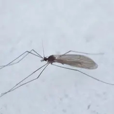 Długonogi komar na śniegu, być może szuka miejsca, gdzie zimują muchy.