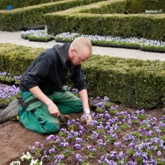 Jak uprawiać bratki: proste sposoby na piękne kwiaty w ogrodzie