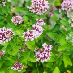 Oregano a majeranek jak odróżnić: kluczowe różnice i zastosowania