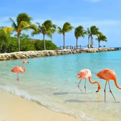 Trzy flamingi brodzą w płytkiej, turkusowej wodzie na plaży rajskiej wyspy Aruba. Palmy i bujna zieleń w tle.