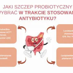Jaki probiotyk wybrać na zinnat? Grafika pokazuje chore jelito i propozycje szczepów probiotycznych: Lactobacillus rhamnosus, Saccharomyces boulardii, Lactiplantibacillus plantarum.