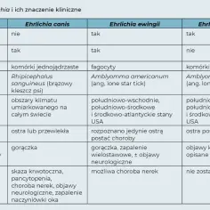 Pies dziwnie się zachowuje? To może być erlichioza neurologiczna