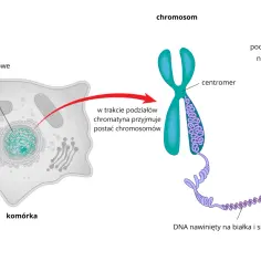 Komórka, podstawowa jednostka życia, zawiera jądro z chromatyną, która w podziałach tworzy chromosomy. DNA nawinięte na białka tworzy podwójną nić.