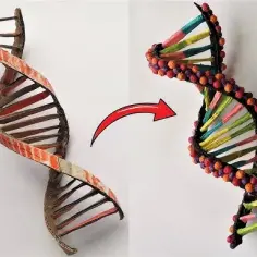 Jak zrobić DNA na biologię - proste kroki do udanego modelu